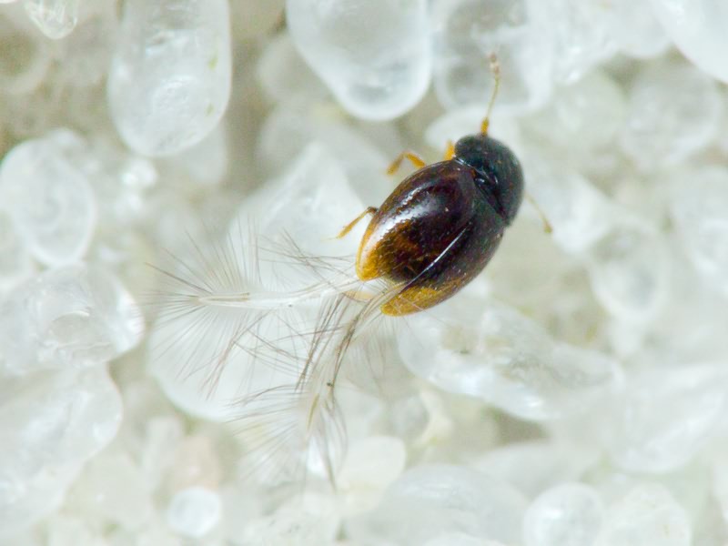 Ptiliidae Erichson, 1845